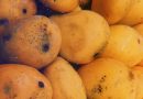 mango health benefits